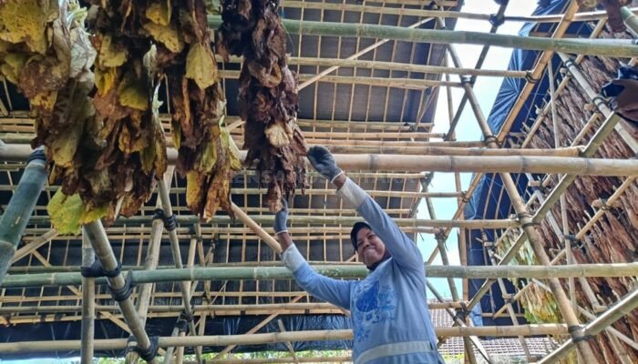 Dari Tembakau ke Peluang Baru, Pemkab Lumajang Latih Tenaga Kerja di 4 Sektor