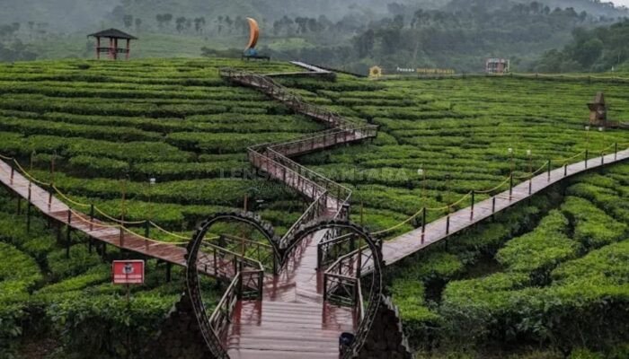 Bunga Desaku di Sumberbaru, Bupati Jember Eksplorasi Potensi Wisata Kebun Teh Gunung Gambir
