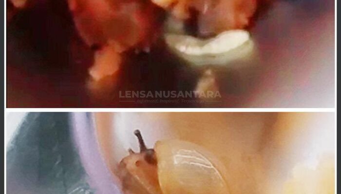 ‎Setelah Ditemukan Ulat di MBG SMPN 1 Banjarnegara, Muncul Seekor Keong, Berikut Respon GNPK-RI