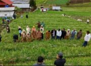 Bupati Solok Hadiri Panen Raya Bawang Merah di Rimbo Tinggi Alahan Panjang