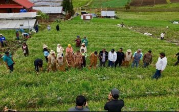 Bupati Solok Hadiri Panen Raya Bawang Merah di Rimbo Tinggi Alahan Panjang
