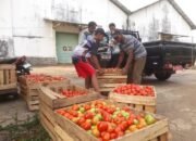 2 Ton Tomat Membusuk, Petani Madiun Tagih Janji Peran Pemerintah