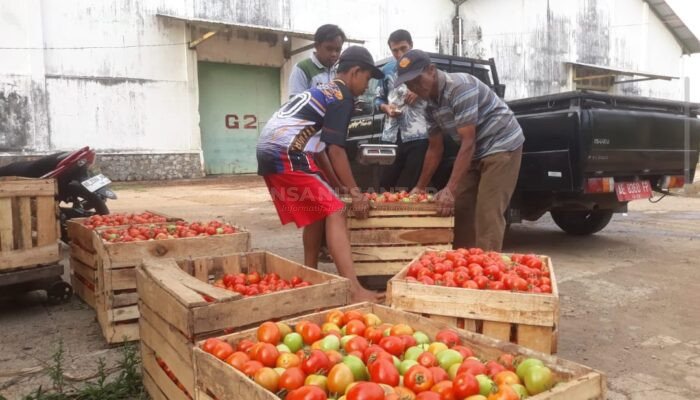 2 Ton Tomat Membusuk, Petani Madiun Tagih Janji Peran Pemerintah
