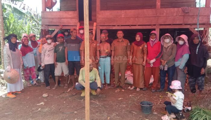 TPK Desa Tanjung Beringin Kaur Panen Jagung Pipil Tahap I