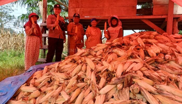 TPK Desa Umbul Kaur Panen Jagung Pipil Tahap I