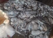 Musim Gurita Bawa Berkah, Pundi-pundi Rupiah Nelayan Natuna Bertambah