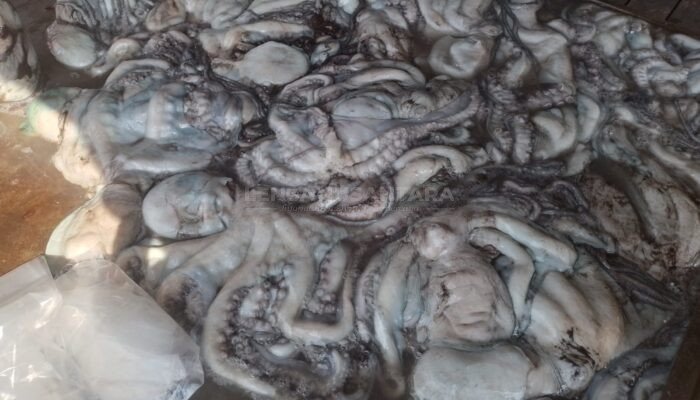 Musim Gurita Bawa Berkah, Pundi-pundi Rupiah Nelayan Natuna Bertambah