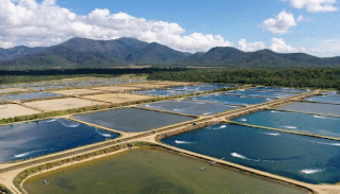 Budidaya Tambak Modern dan Efisiensi Melalui Teknologi Pipa HDPE