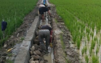 Proyek Pembangunan Lenning Desa Kesatuan Dipertanyakan Warga, APH Diminta Turun Tangan