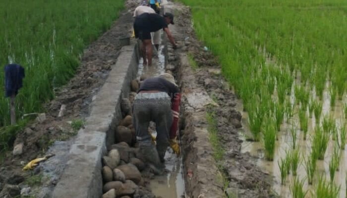 Proyek Pembangunan Lenning Desa Kesatuan Dipertanyakan Warga, APH Diminta Turun Tangan