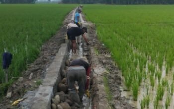 Proyek Pembangunan Lenning Desa Kesatuan Dipertanyakan Warga, APH Diminta Turun Tangan