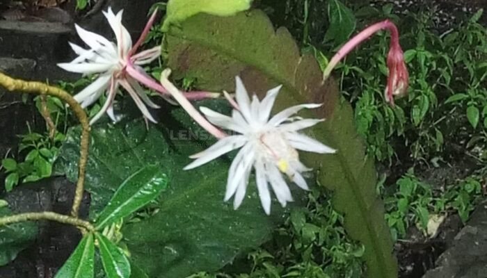 Bunga Wijaya Kusuma Dipercaya Membawa Hoki Bagi Pemiliknya, Benarkah?