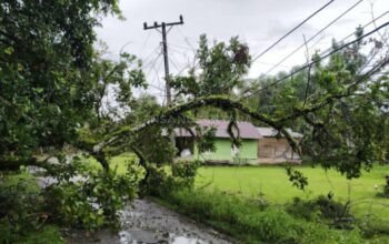 Pohon Tumbang Timpa Jaringan Listrik, Akses Jalan Uratan Sempat Lumpuh — PLN Gerak Cepat Tangani Gangguan