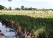 Petani Patihan Madiun, Keluhkan Kejelasan Sawah Tanah Bengkok