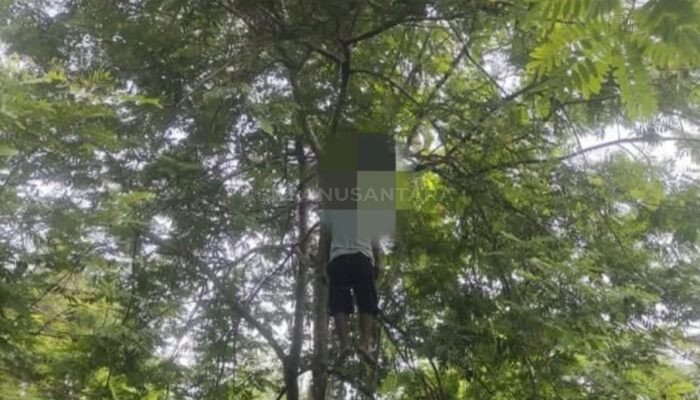 Warga Panti Ditemukan Meninggal Gantung Diri di Perkebunan Banjarsari Jember