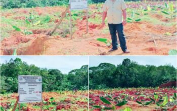 Pemdes Muara Ore Genjot Ketahanan Pangan, Dana Desa Rp192 Juta Digelontorkan untuk Budidaya Pisang Kepok