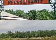 Mengangkangi Aturan Lingkungan, PT Nauli Sawit Diduga Lakukan Kejahatan Ekologis di Tapteng
