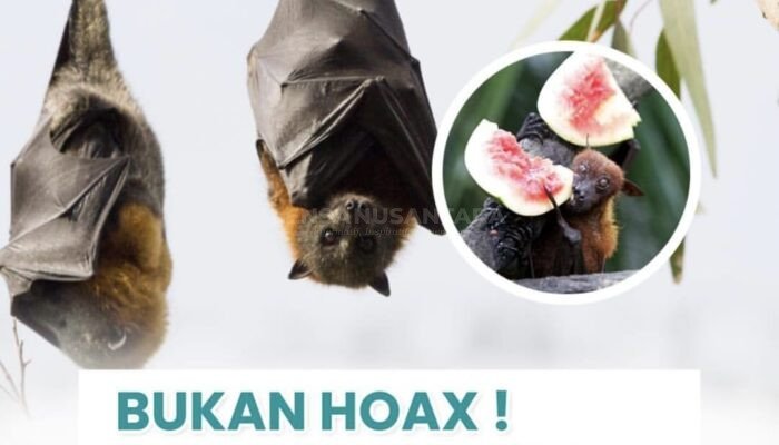 Bukan Hoax..!! RSUD Pandega Pangandaran Ingatkan Masyarakat, Virus Nipah Dapat Menular