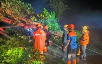 BPBD Jember Gerak Cepat Evakuasi Pohon Tumbang dan Korban Terluka Dampak Angin Kencang
