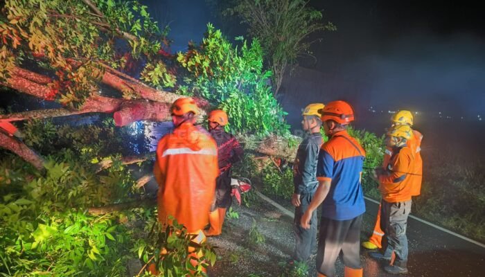 BPBD Jember Gerak Cepat Evakuasi Pohon Tumbang dan Korban Terluka Dampak Angin Kencang