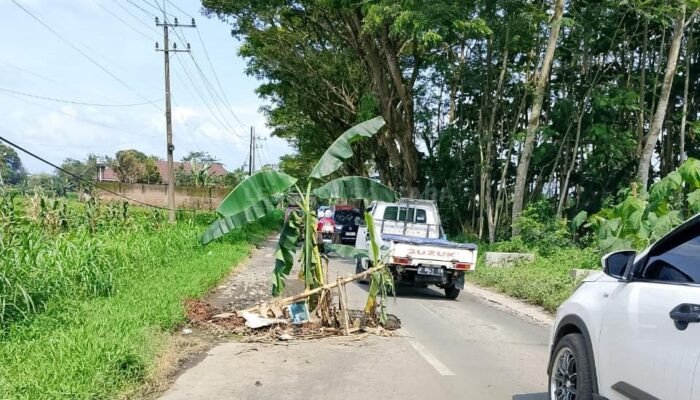 Warga Protes Jalan Rusak, Pohon Pisang Tumbuh Subur di Jalan Wonosuko Bondowoso