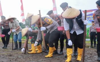 Penanaman Jagung Serentak Kuartal I 2026 di Jombang Dukung Program Swasembada Jagung Nasional
