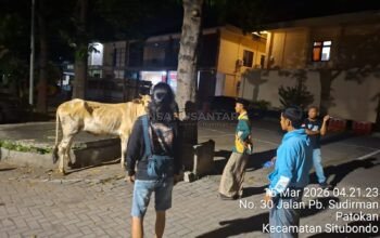 Perawat Sapi di Situbondo Lapor Kandang Dibobol Maling, Ternyata Dijual