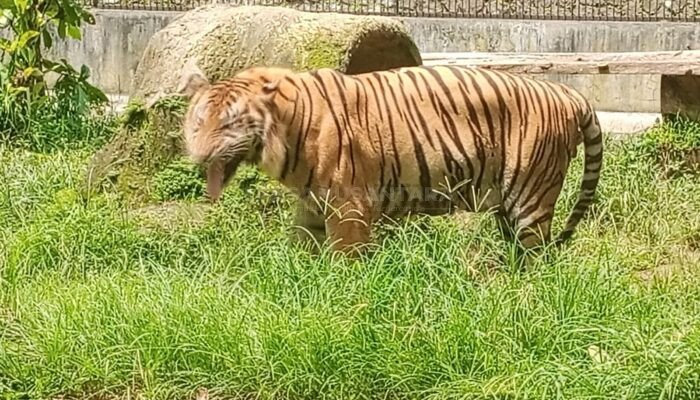 Libur Lebaran, Pengunjung Taman Margasatwa Seruling Mas Zoo Turun Hingga 15 Persen