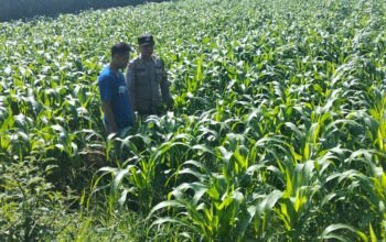 Polres Jombang Melalui Bhabinkamtibmas Lakukan Pengecekan Tanaman Jagung
