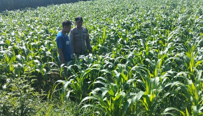 Polres Jombang Melalui Bhabinkamtibmas Lakukan Pengecekan Tanaman Jagung