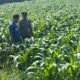 Polres Jombang Melalui Bhabinkamtibmas Lakukan Pengecekan Tanaman Jagung