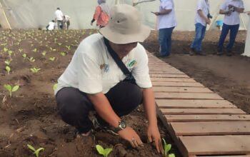 Jember Kembali Jadi Andalan Cerutu Dunia, PTPN I Mulai Tanam Tembakau Premium