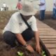 Jember Kembali Jadi Andalan Cerutu Dunia, PTPN I Mulai Tanam Tembakau Premium
