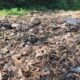 DPRKPLH Jember Diduga Buang Sampah Sembarang, Warga Keluhkan Bau dan Lalat