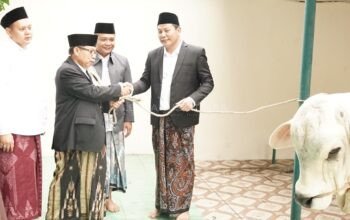 Idul Adha di Sidoarjo, Sapi 800 Kg dari Bupati Subandi dan Sapi Presiden Disalurkan ke Jabon