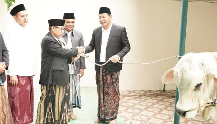 Idul Adha di Sidoarjo, Sapi 800 Kg dari Bupati Subandi dan Sapi Presiden Disalurkan ke Jabon