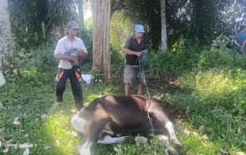 CV. LG Pratama Kembali Subangkan Hewan Qurban untuk Warga Pulau Panggung