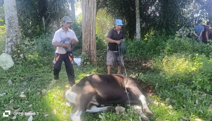 CV. LG Pratama Kembali Subangkan Hewan Qurban untuk Warga Pulau Panggung