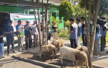 Tebar Keberkahan Idul Adha, SMKN 3 Bondowoso Qurban Sapi dan Kambing Distribusikan Ratusan Paket Daging ke Warga Terpencil