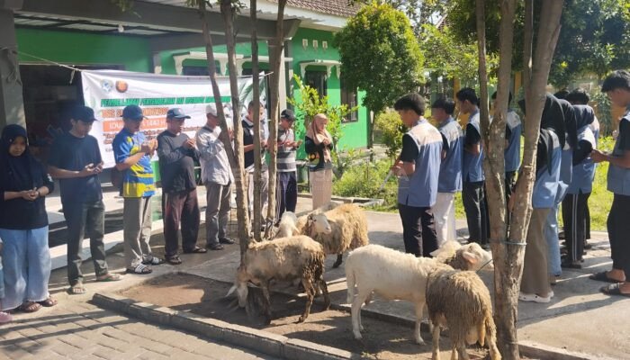 Tebar Keberkahan Idul Adha, SMKN 3 Bondowoso Qurban Sapi dan Kambing Distribusikan Ratusan Paket Daging ke Warga Terpencil