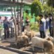 Tebar Keberkahan Idul Adha, SMKN 3 Bondowoso Qurban Sapi dan Kambing Distribusikan Ratusan Paket Daging ke Warga Terpencil