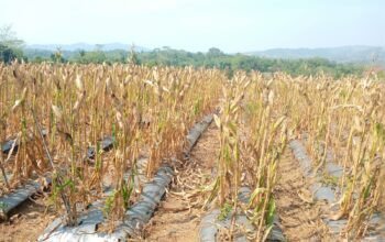 Harga Jagung di Banjarnegara Naik Signifikan, Bursin : Bisa Membantu Ekonomi Petani
