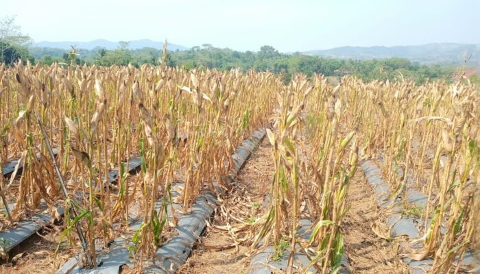 Harga Jagung di Banjarnegara Naik Signifikan, Bursin : Bisa Membantu Ekonomi Petani