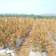 Harga Jagung di Banjarnegara Naik Signifikan, Bursin : Bisa Membantu Ekonomi Petani