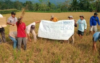 Proyek Irigasi Milik BBWSO di Banjarnegara Lambat, Ratusan Hektar Sawah Petani Desa Serang Gagal Panen
