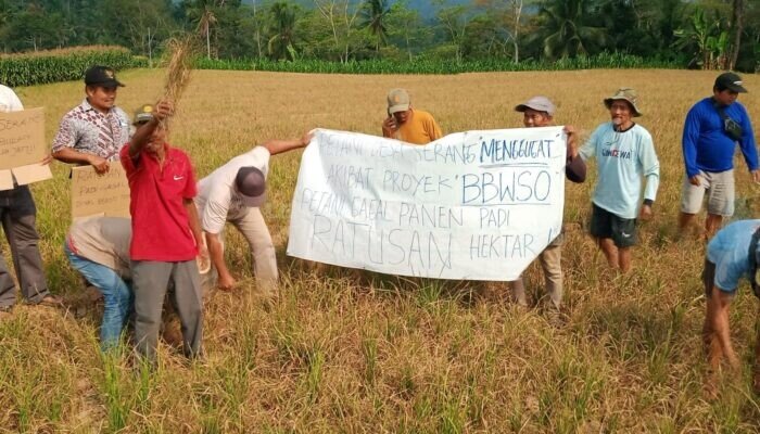 Proyek Irigasi Milik BBWSO di Banjarnegara Lambat, Ratusan Hektar Sawah Petani Desa Serang Gagal Panen