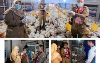 Kunjungan Kerja Panen Ayam Pedaging di SMKN 1 Maesan dan Rakor Banpel PJBL Berbasis Keahlian Khusus