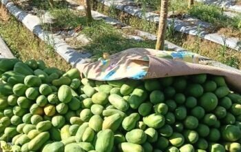 Harga Pepaya California di Banjarnegara Stabil, Petani Mengaku Dibantu Cuaca