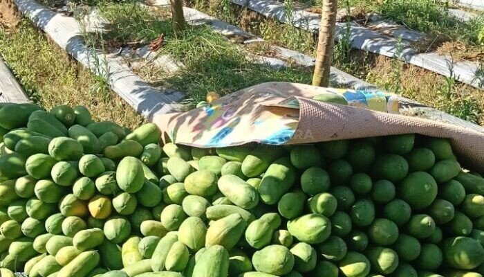 Harga Pepaya California di Banjarnegara Stabil, Petani Mengaku Dibantu Cuaca