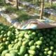 Harga Pepaya California di Banjarnegara Stabil, Petani Mengaku Dibantu Cuaca